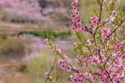 《剑荡八荒》百花职业详解（技能加点一网打尽）