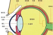 《探寻人体工厂之谜——如何过视网膜成像关卡》（以游戏为主）