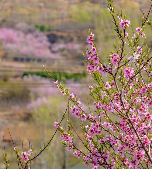 《剑荡八荒》百花职业详解（技能加点一网打尽）