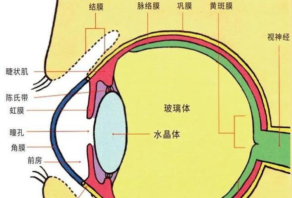 《探寻人体工厂之谜——如何过视网膜成像关卡》（以游戏为主）